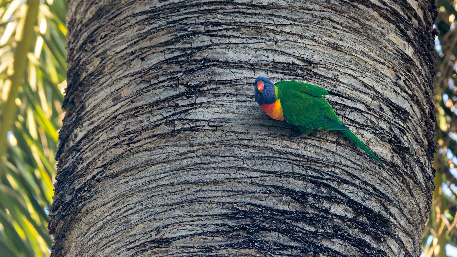 Perth - Allfarblori oder Keilschwanzlori oder Gebirgslori
